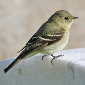 Yellow-bellied Flycatcher